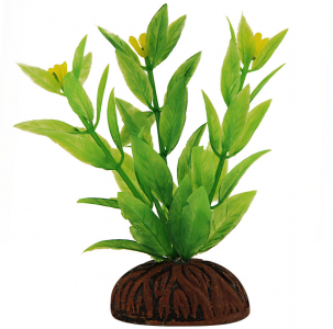 Растение "Альтернантера" зеленая цветущая